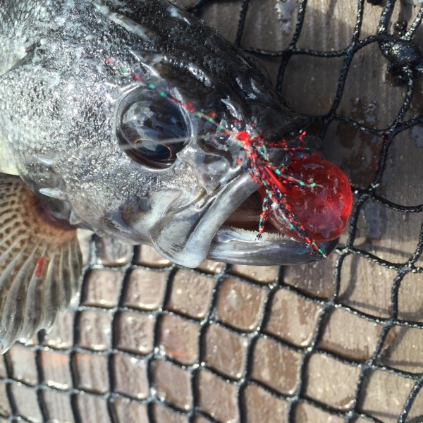 クロソイ　グミ